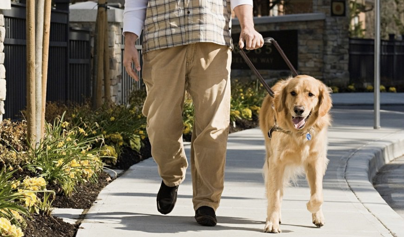 Person walking with a service dog
