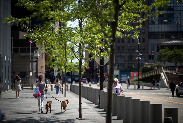 A woman walking her dogs on a leash.  Description generated by AI