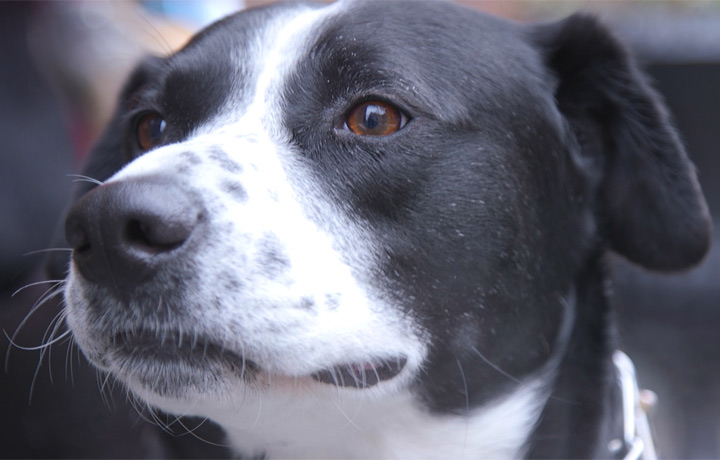 a close up of Quincy, the dog