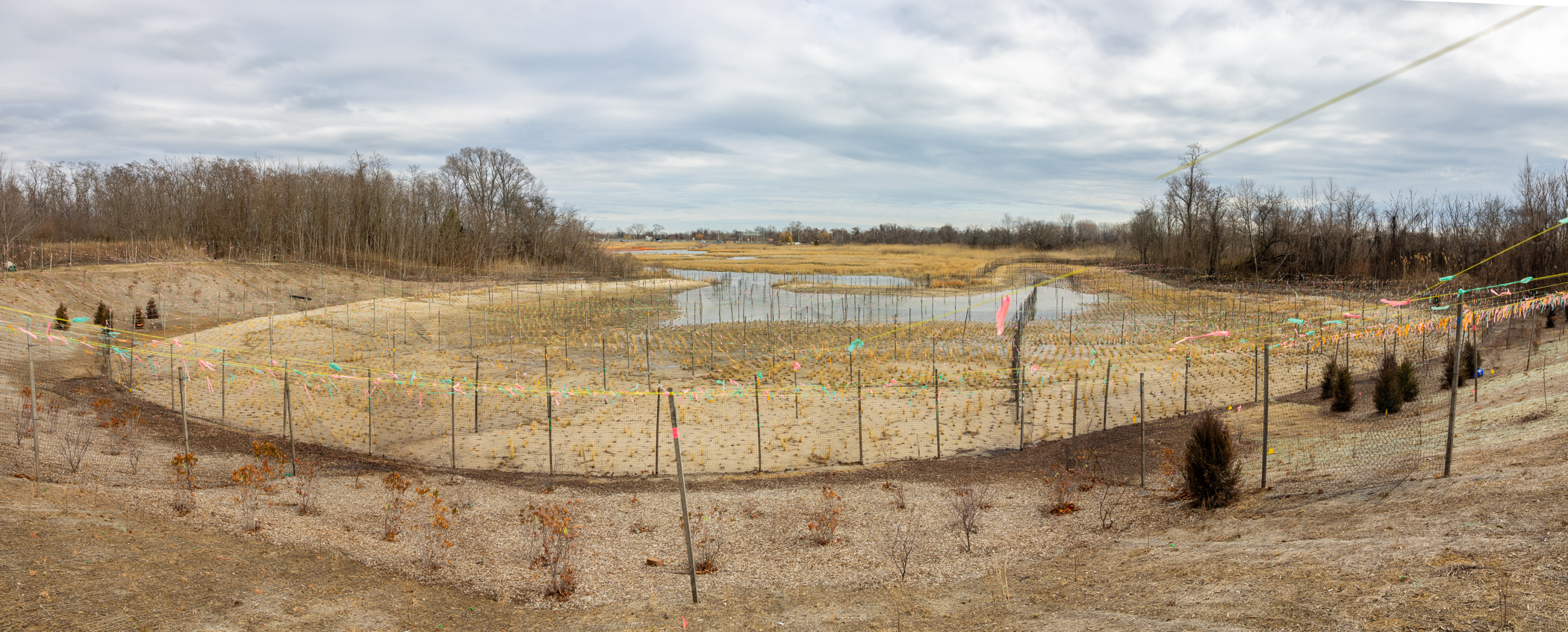 panoramic photo of wetlands