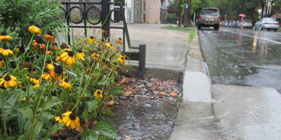 a rain garden with water flowing into it