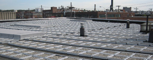 Blue Roof