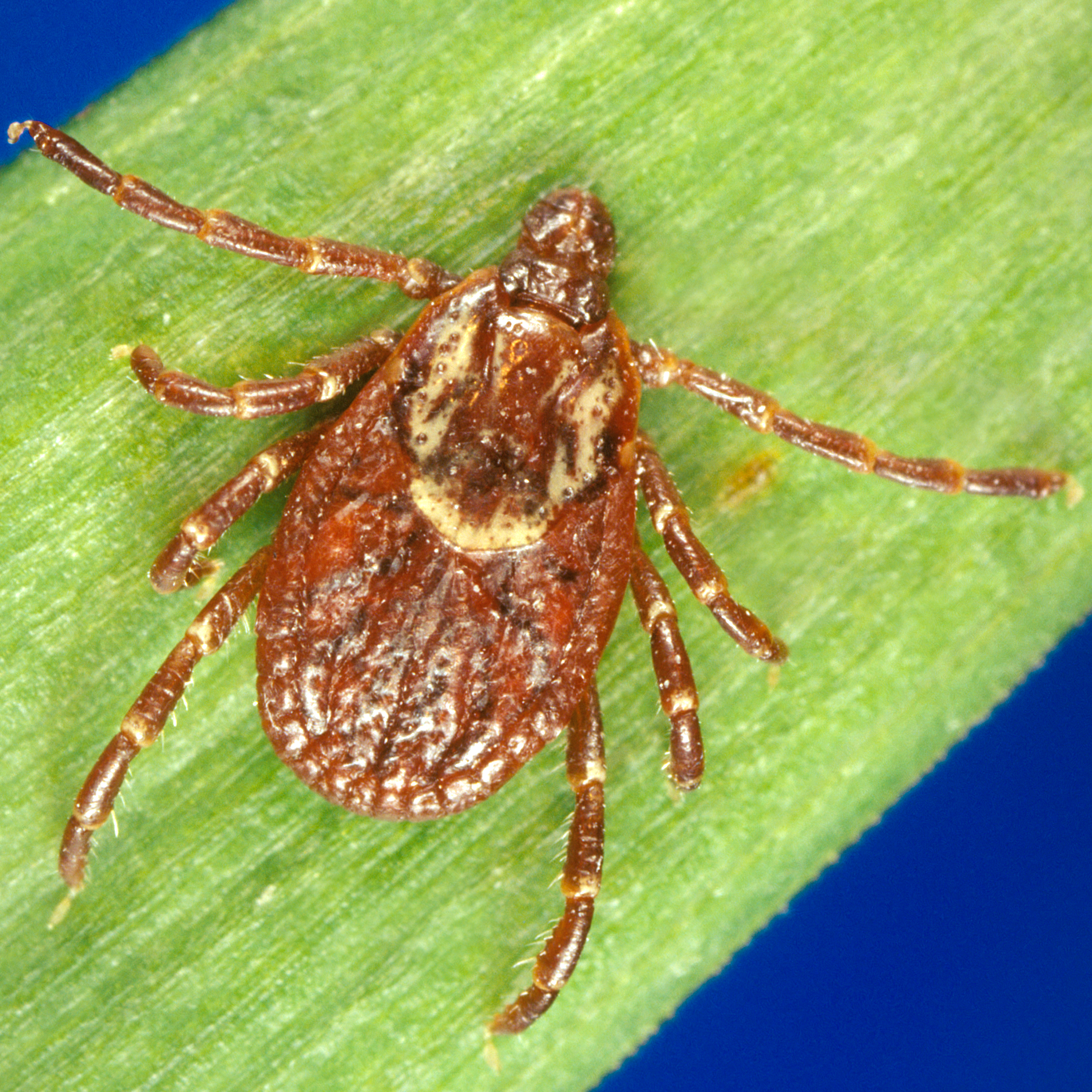 American Dog Tick