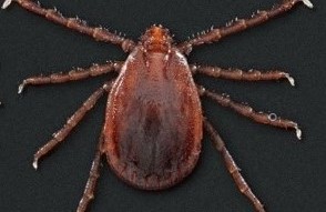 Garrapata asiática de cuernos largos