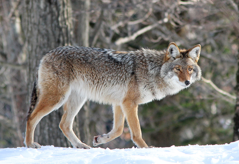 A coyote in the snow.