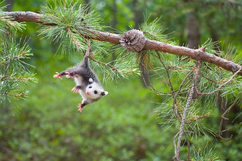 A joey using its tail to hang from a tree
