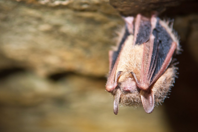 A tri-colored bat (Perimyotis subflavus), formerly referred to as an