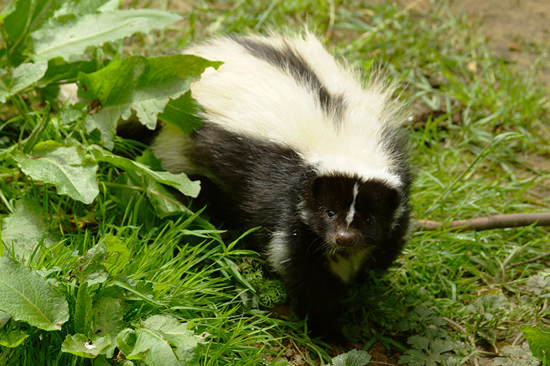 An adult striped skunk standing beside vegetation.