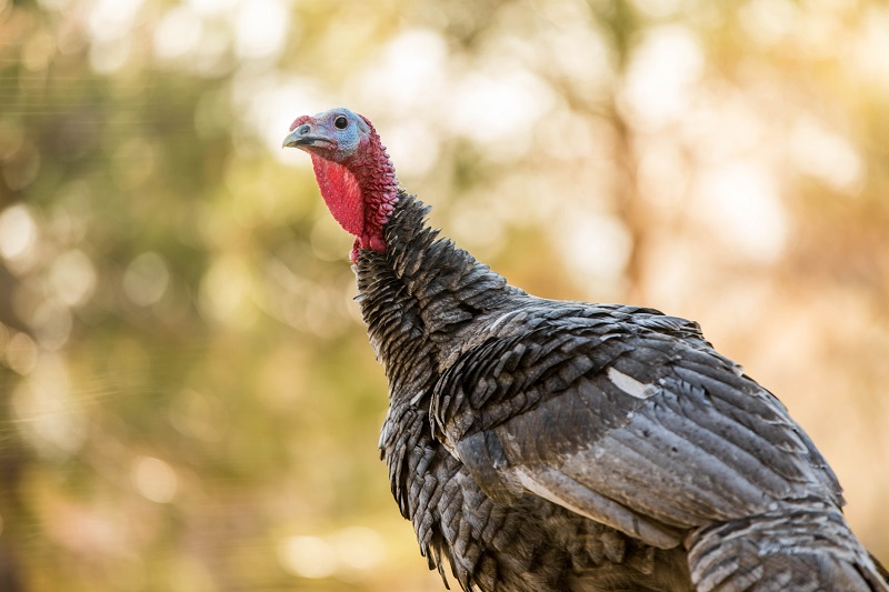 Close-up of a turkey