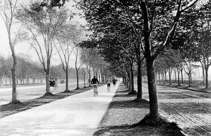 Black and white image of cyclists along a path lines with trees.