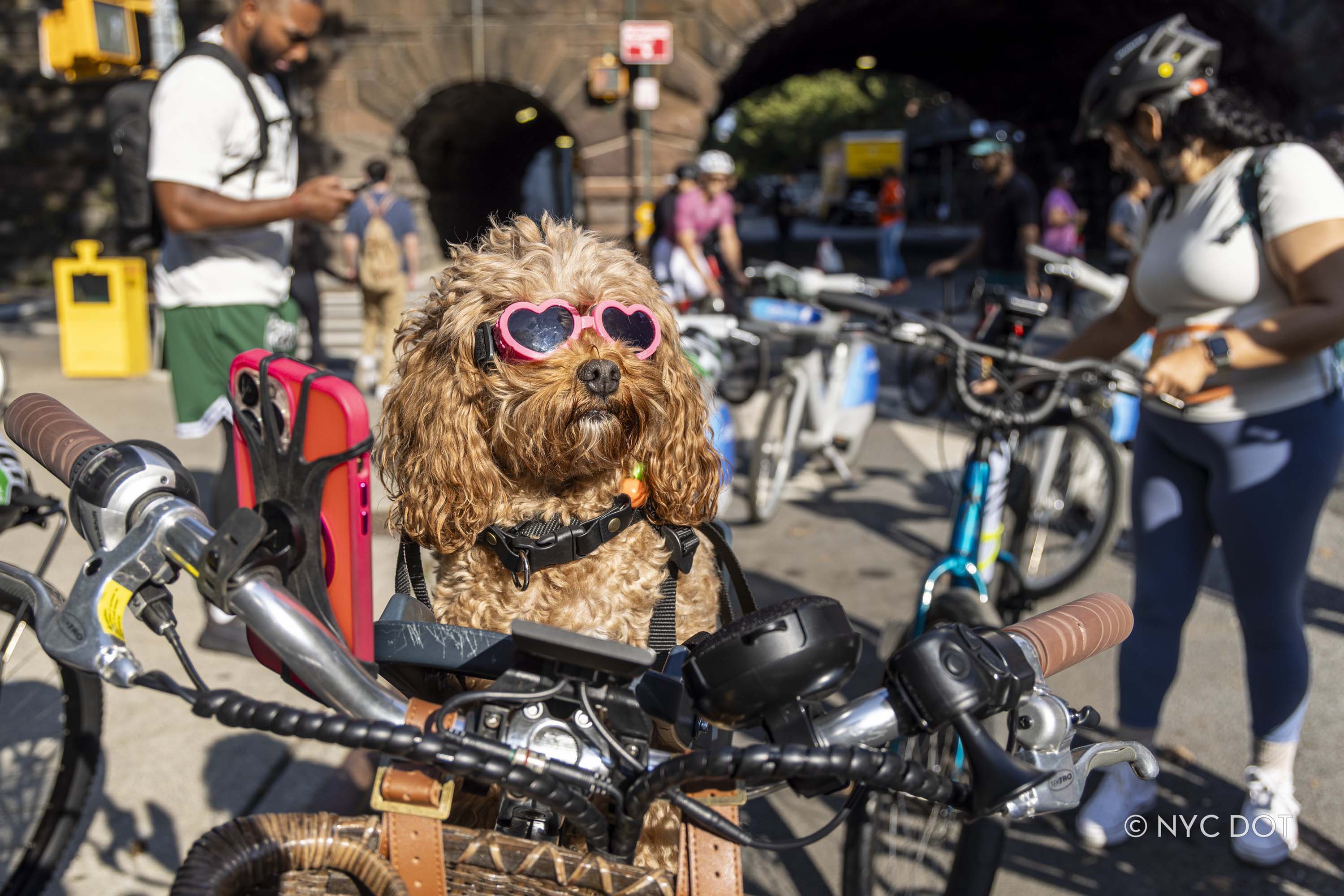 A cool dog wearing heart-shaped sunglasses sits in a bicycle's basket while taking a break along the Summer Streets car-free route in Manhattan.